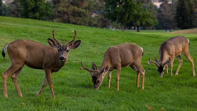Marshall Canyon Golf Course